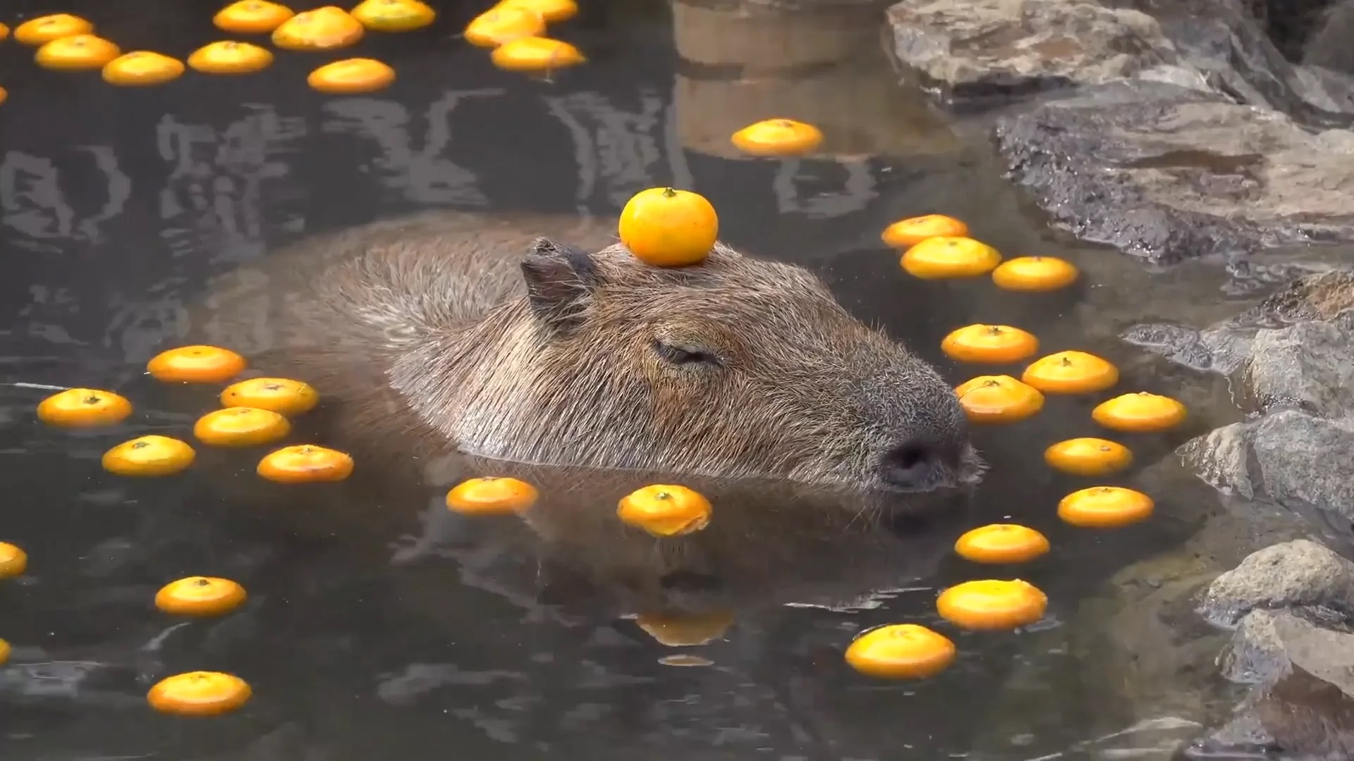 a brown capybara swimming amongst oranges with an orange on its head